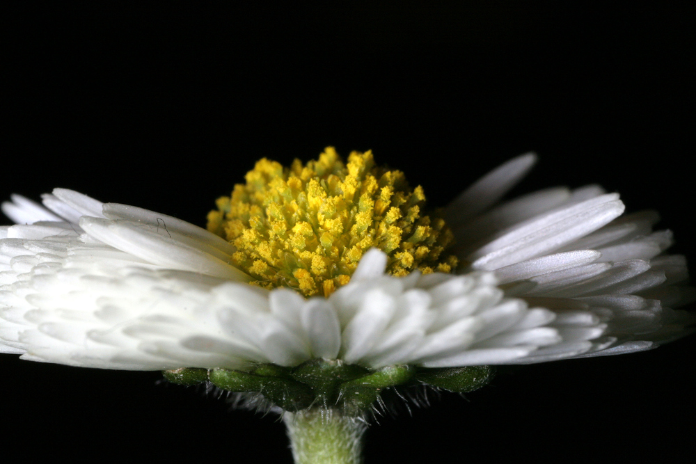 Gänseblümchen