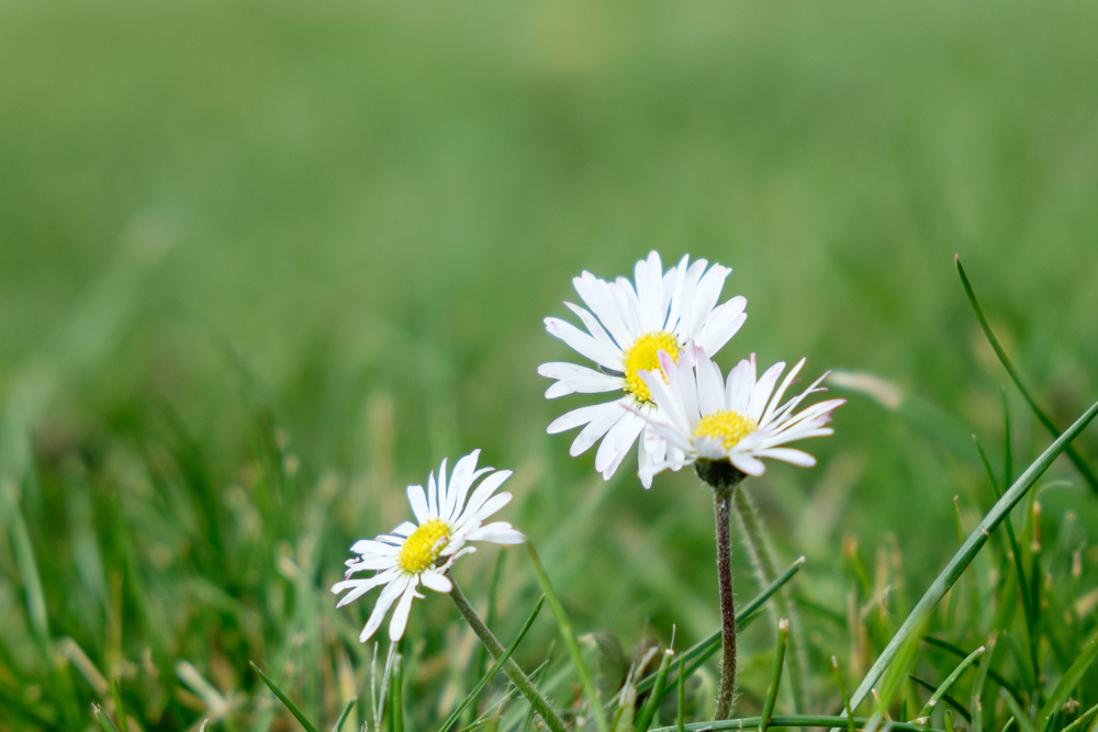 Gänseblümchen