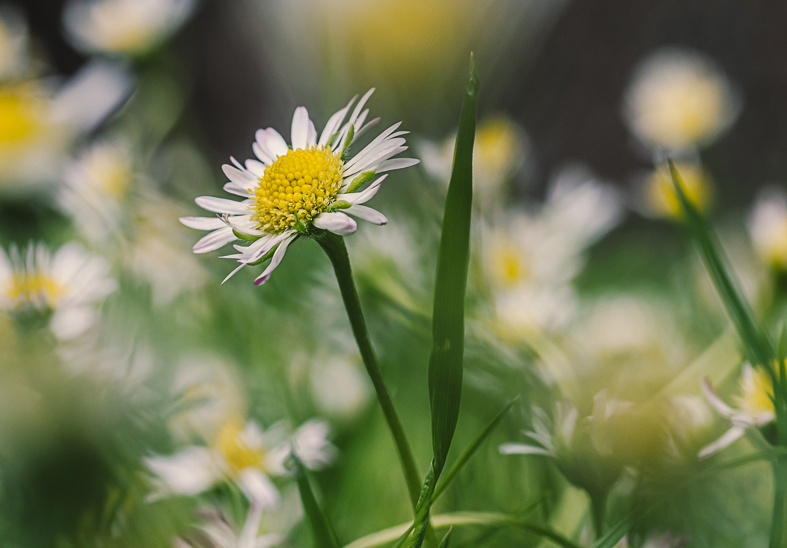 Gänseblümchen