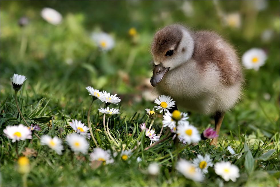 Gänseblümchen