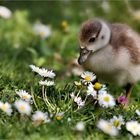 Gänseblümchen