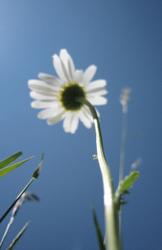 gänseblümchen