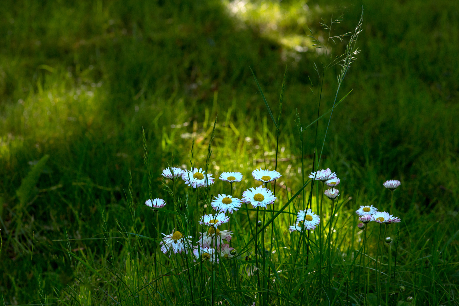 Gänseblümchen