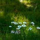 Gänseblümchen