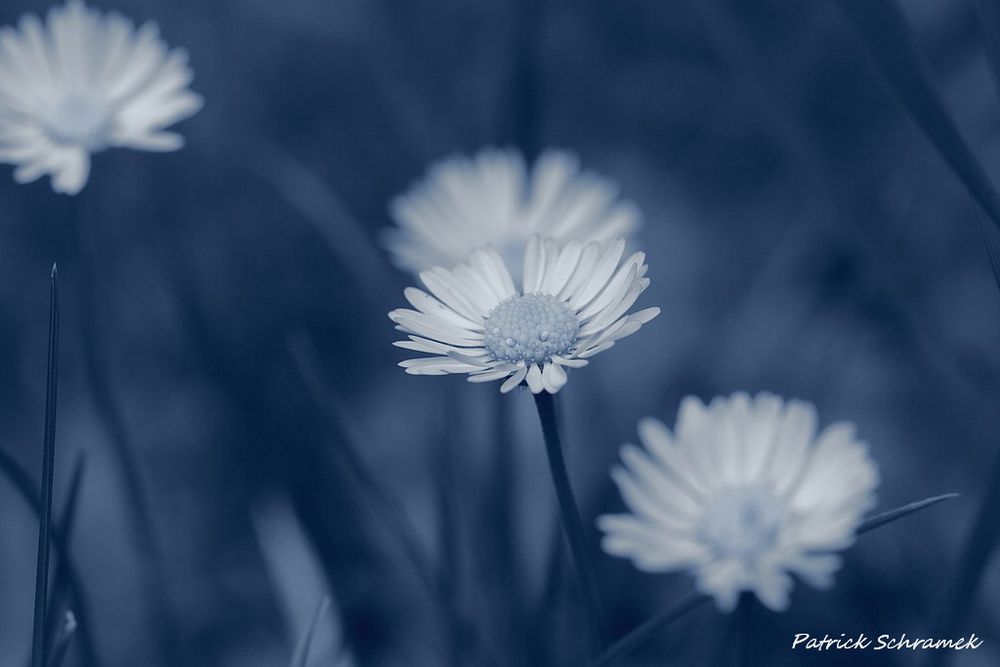 Gänseblümchen