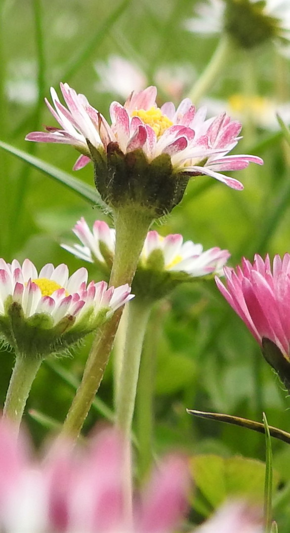 Gänseblümchen