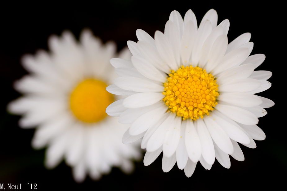 Gänseblümchen