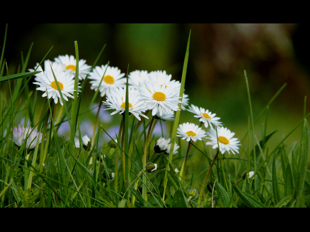 Gänseblümchen