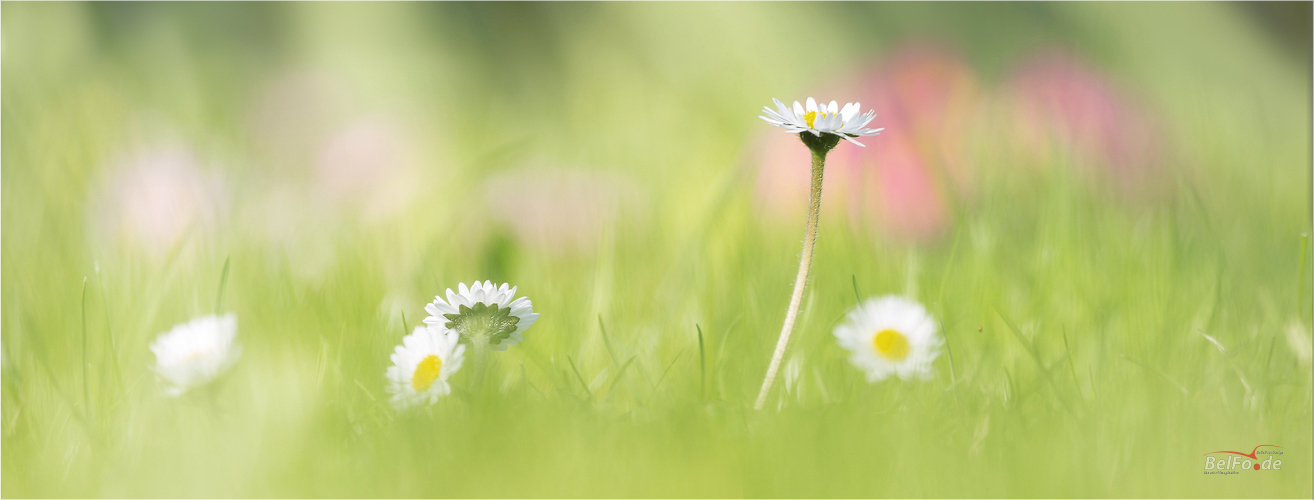 Gänseblümchen