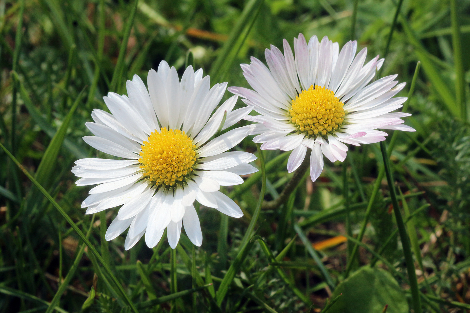 Gänseblümchen