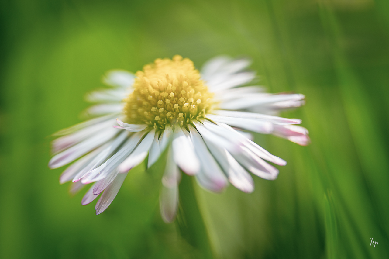 Gänseblümchen 