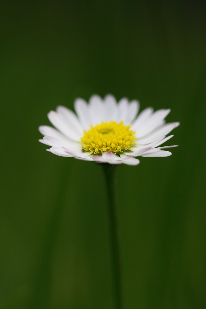 Gänseblümchen