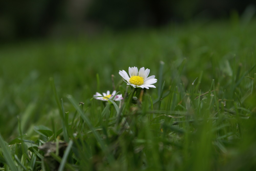 Gänseblümchen