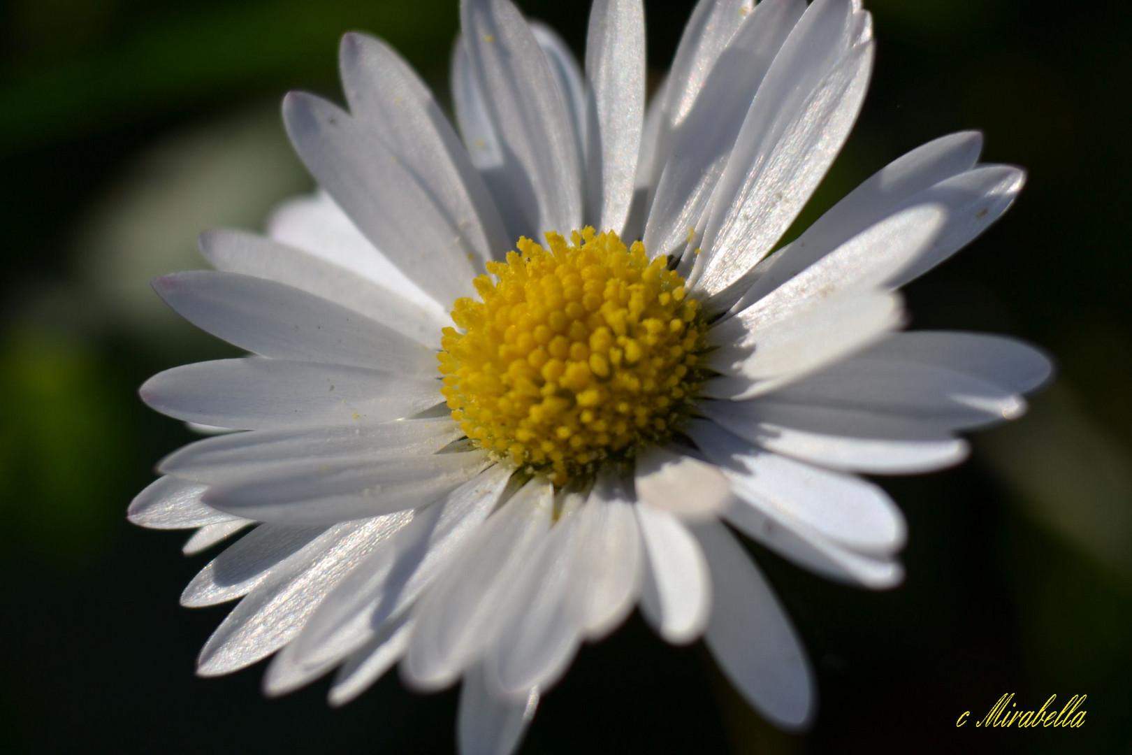 Gänseblümchen