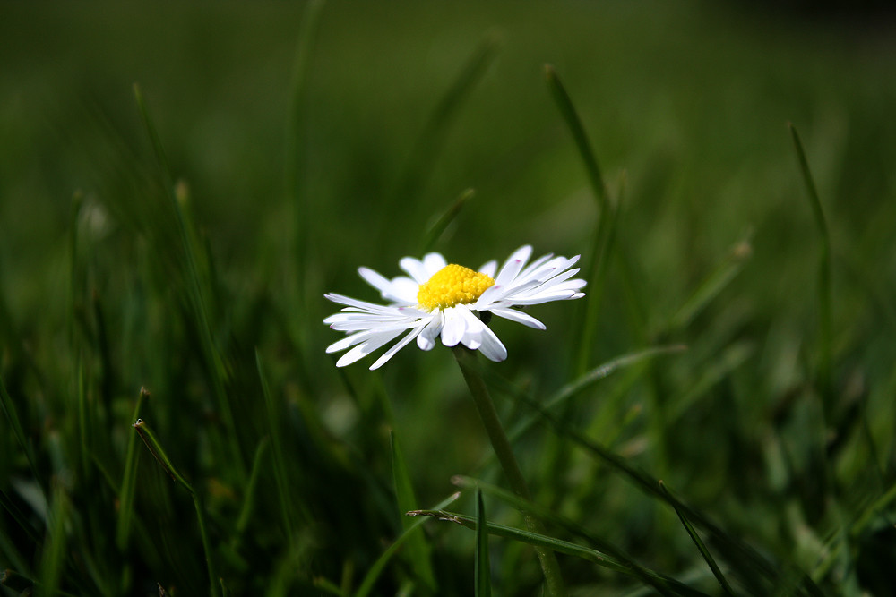 Gänseblümchen #1