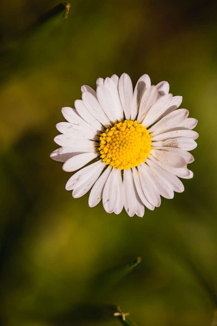 Gänseblümchen 1