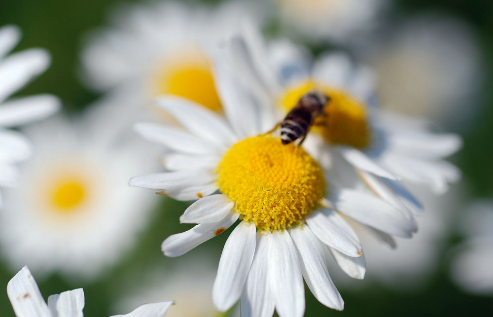 Gänseblümchen #1