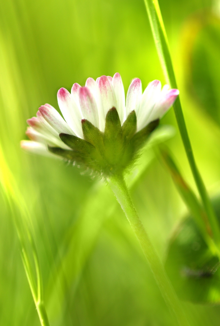 Gänseblümchen 1