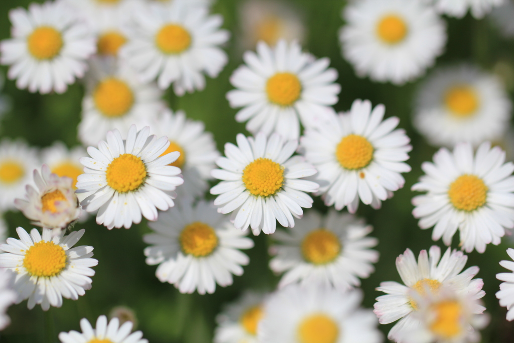 Gänseblümchen 1