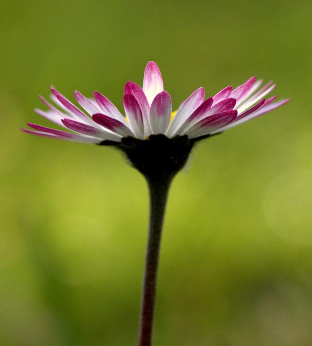 Gänseblümchen 1