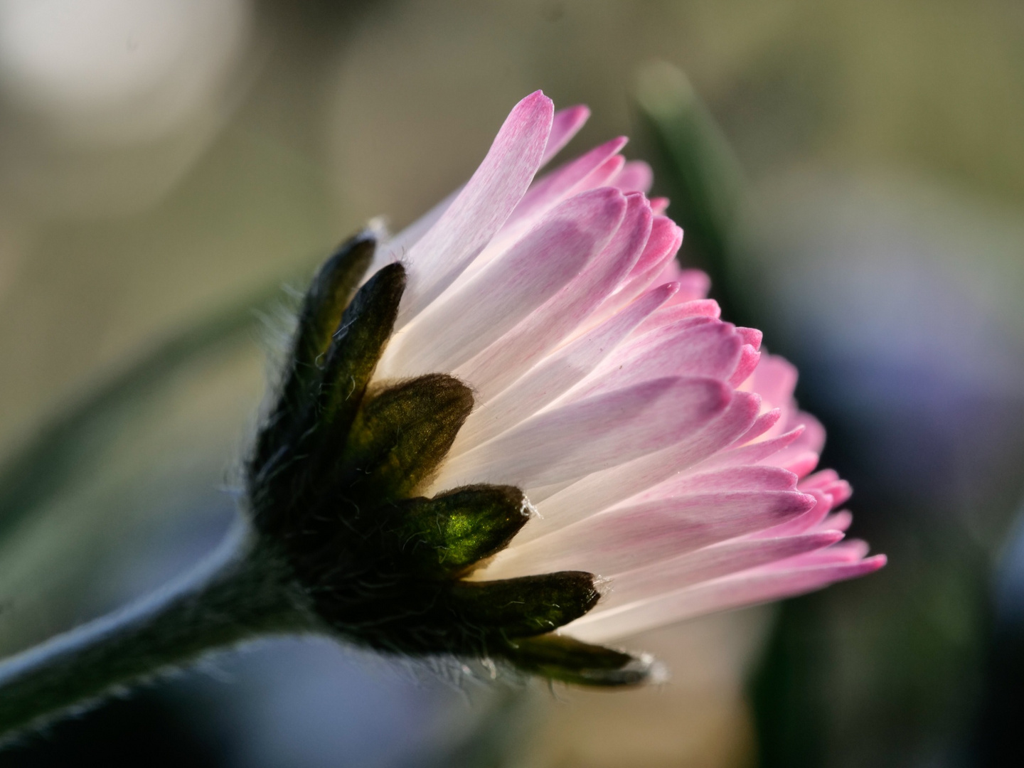 Gänseblümchen 1