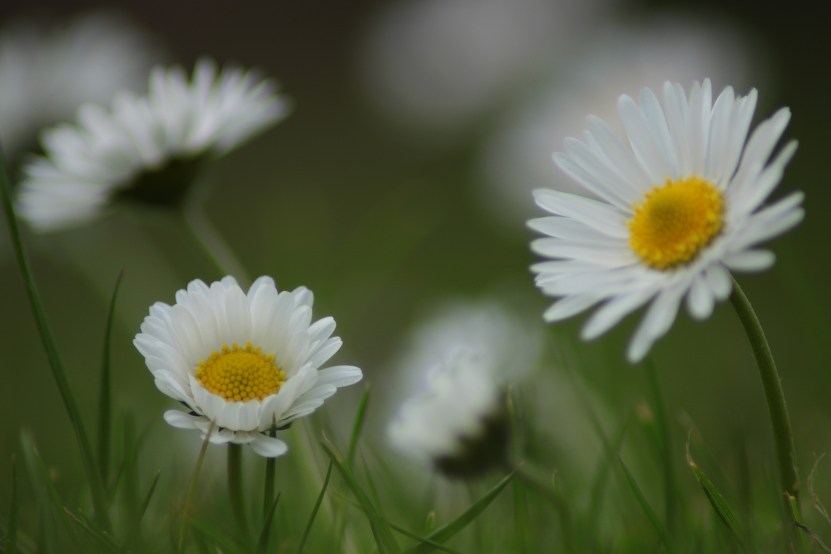 Gänseblümchen 1