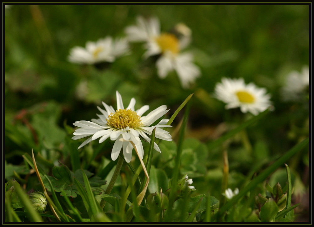 Gänseblümchen 1