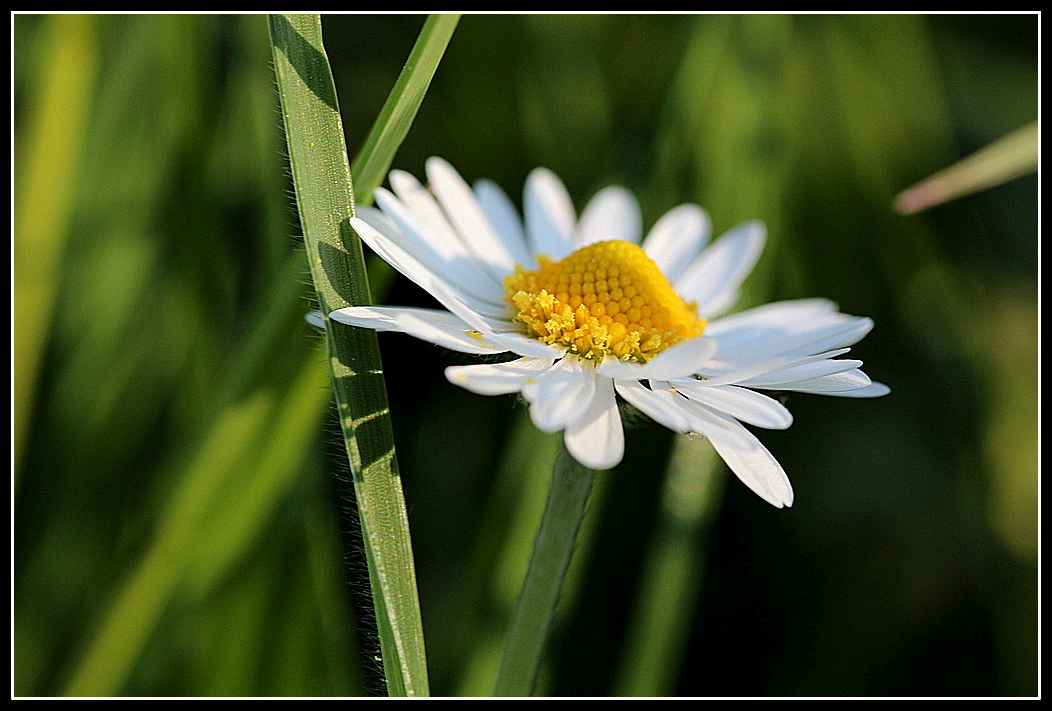 Gänseblümchen 1