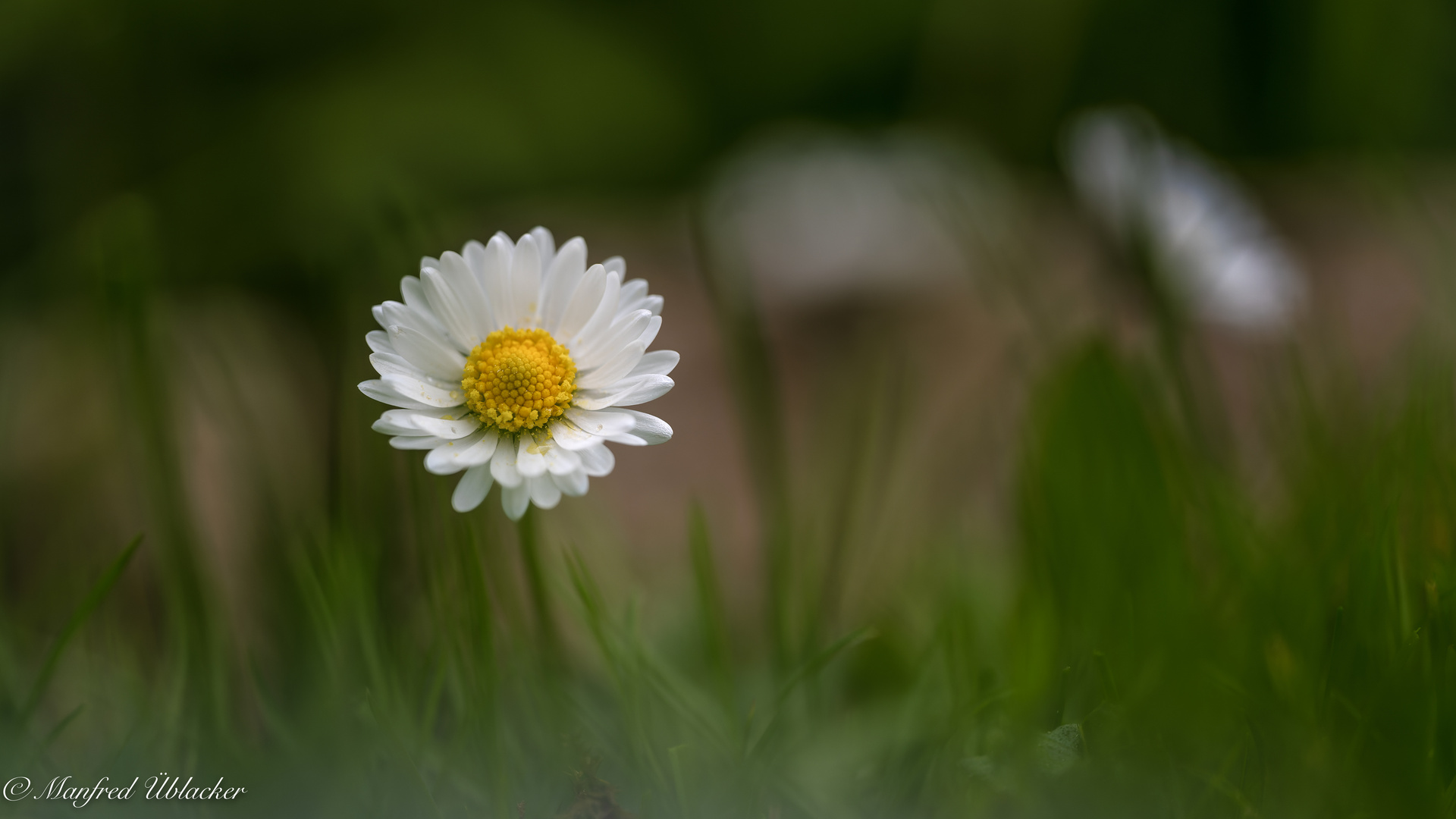 Gänseblümchen ...