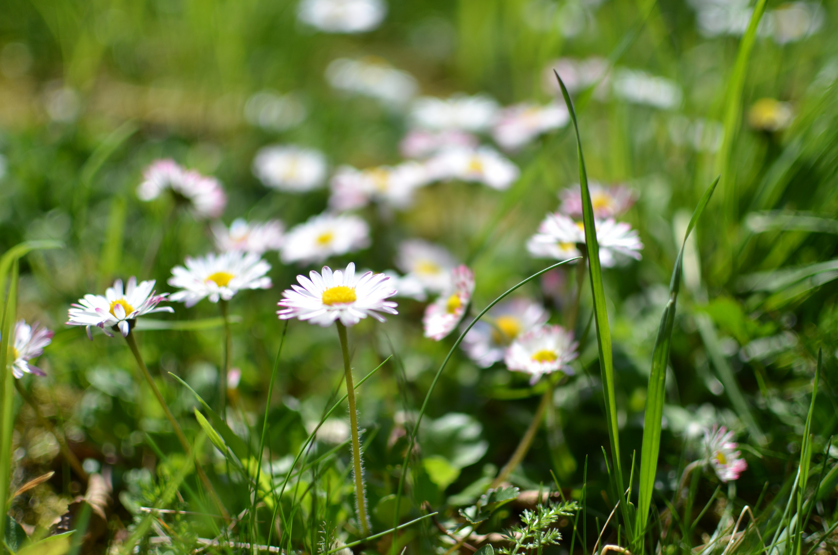 Gänseblümchen