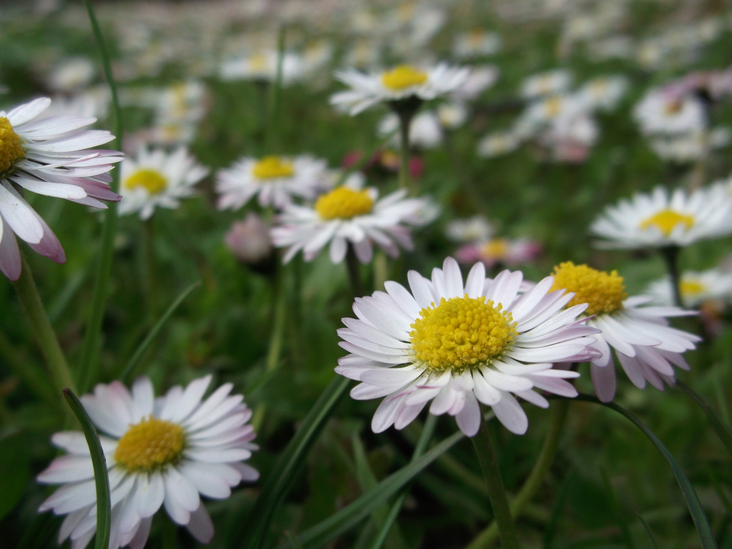 Gänseblümchen 1018