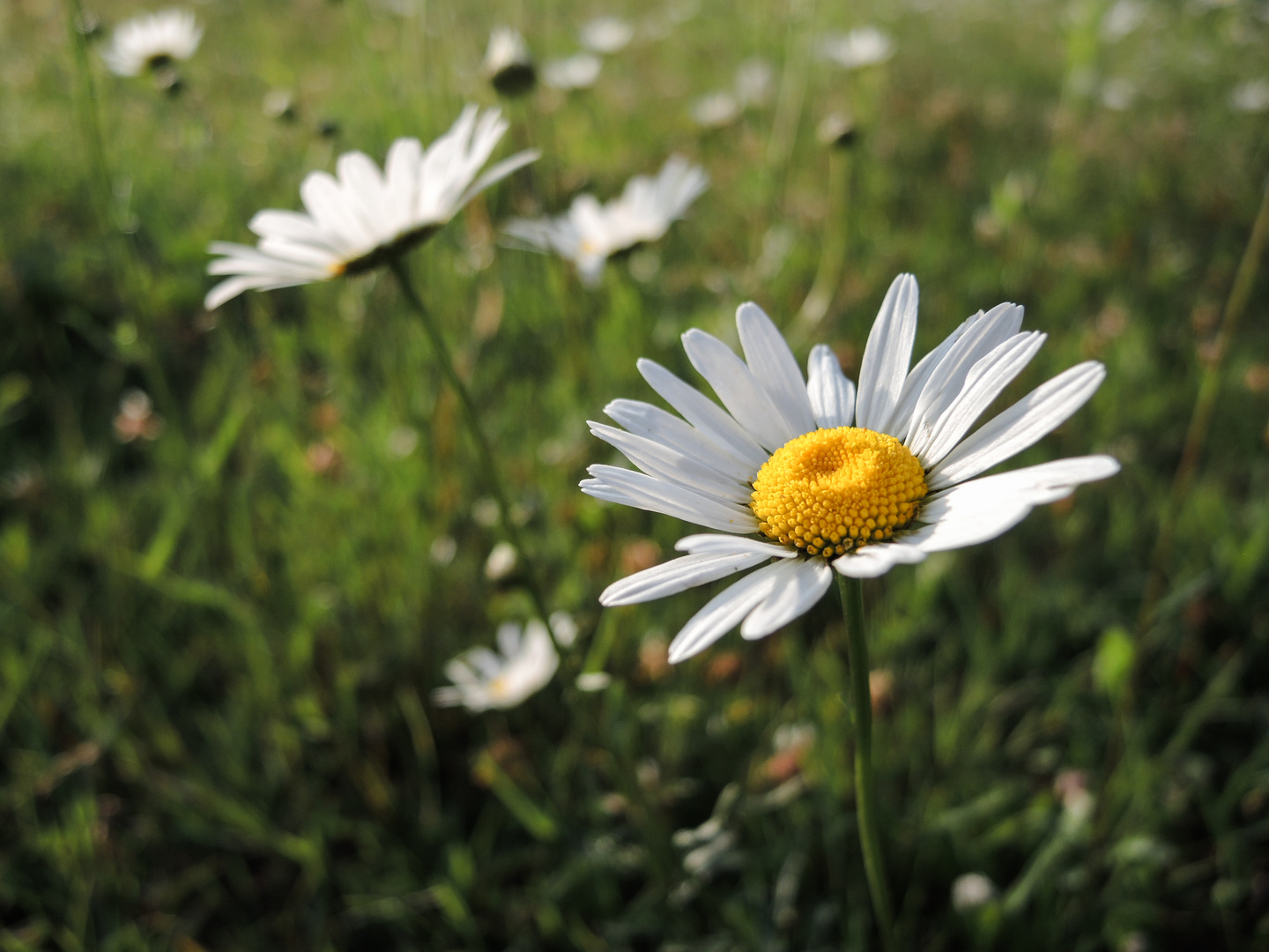 Gänseblümchen