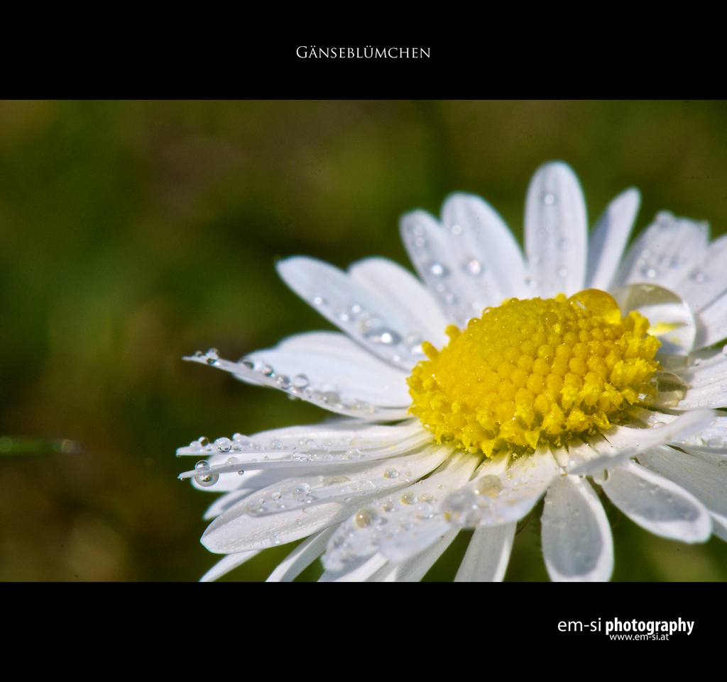 Gänseblümchen