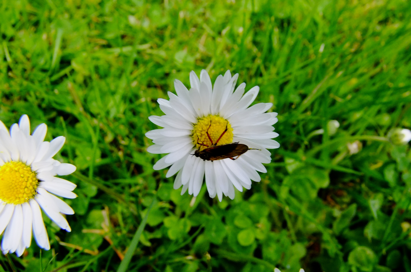 Gänseblümchen .......