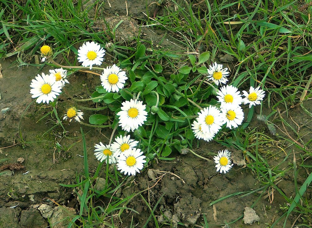 Gänseblümchen