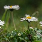 Gänseblümchen