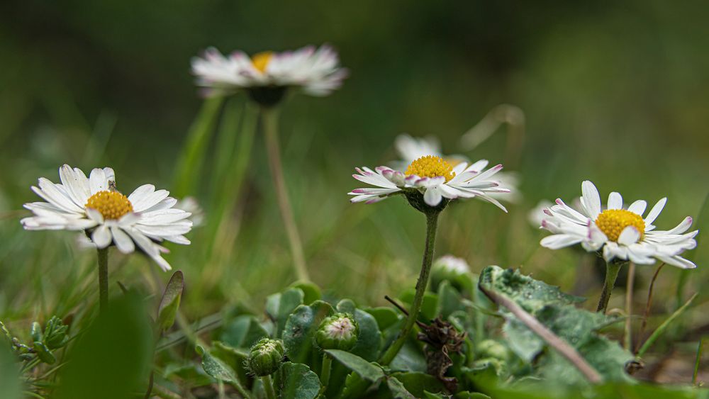 Gänseblümchen