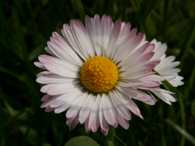 Gänseblümchen