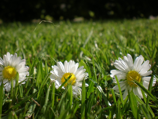 Gänseblümchen.