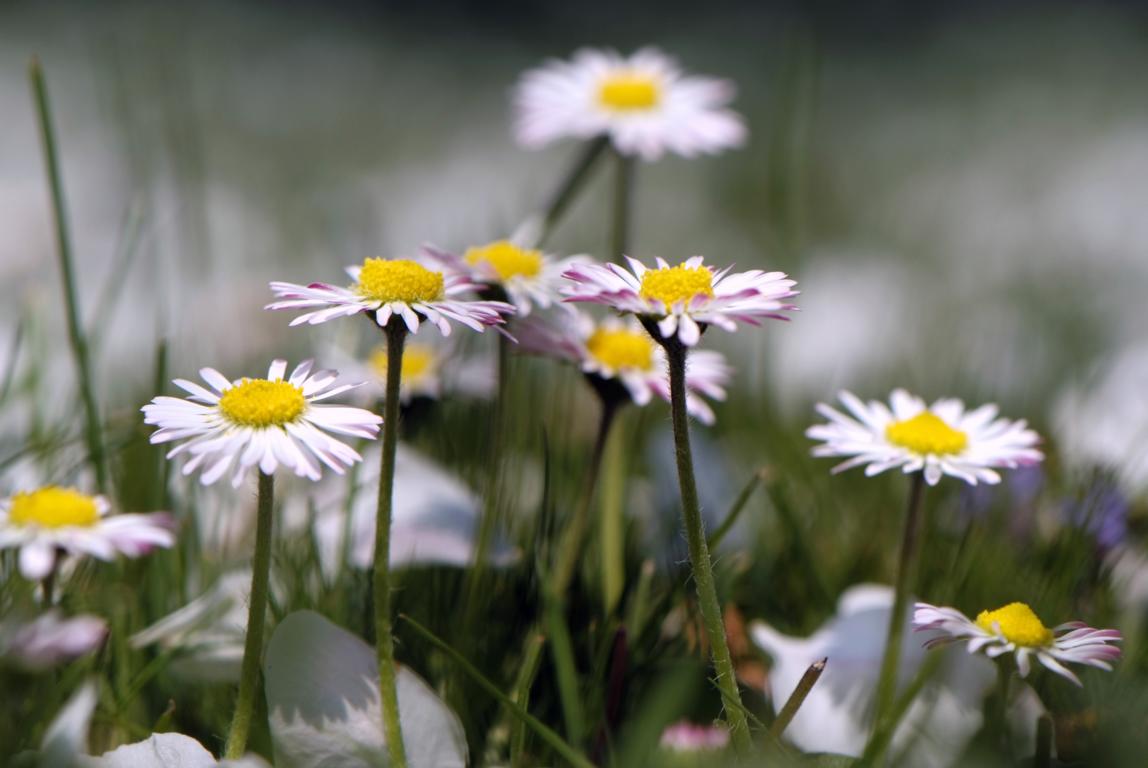 Gänseblümchen