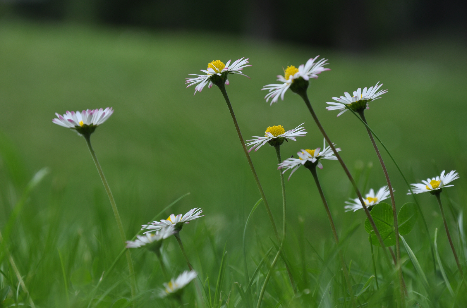 Gänseblümchen