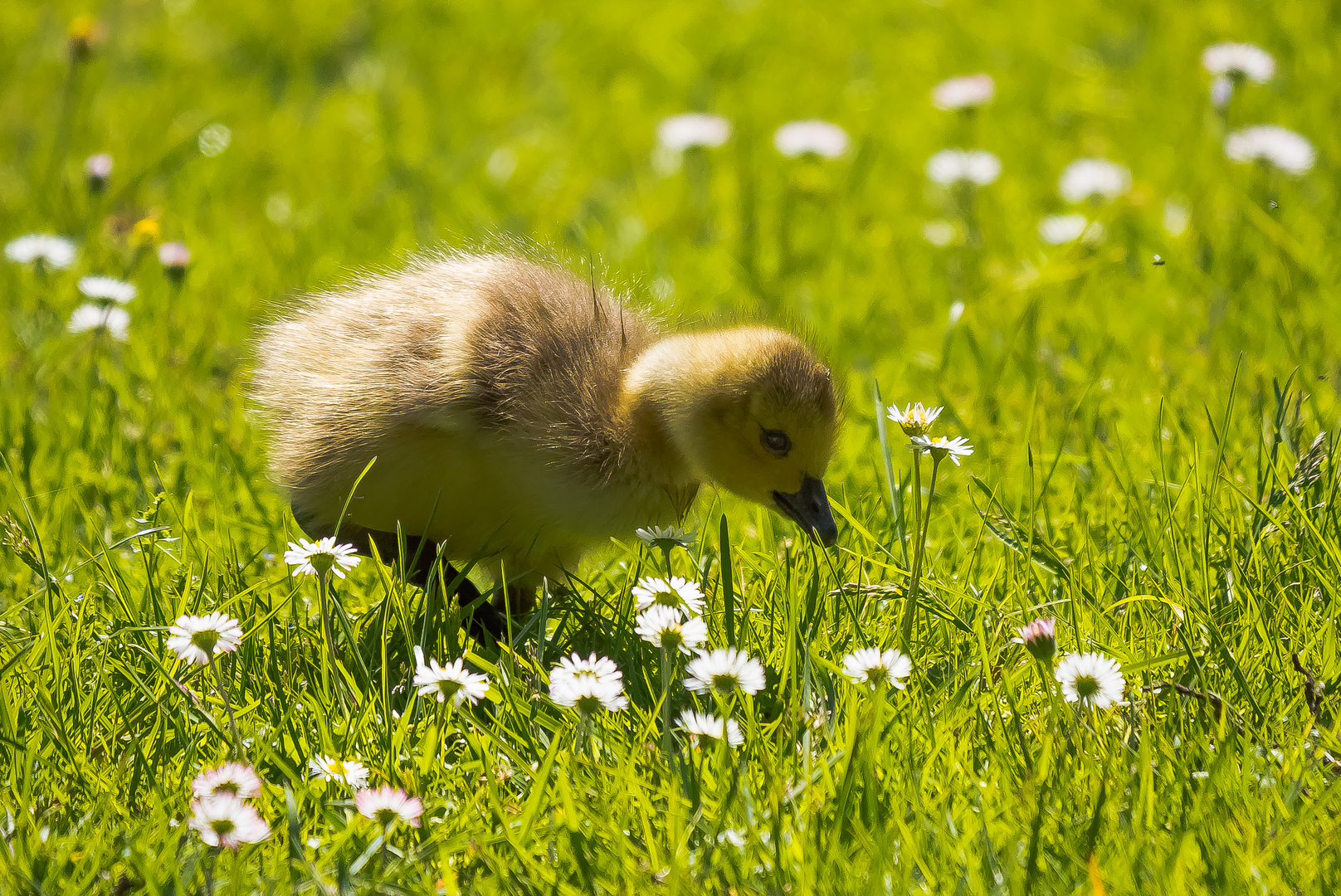 Gänseblümchen