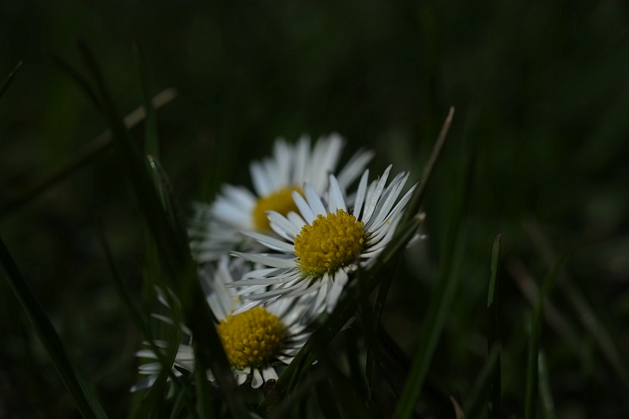 Gänseblümchen 14