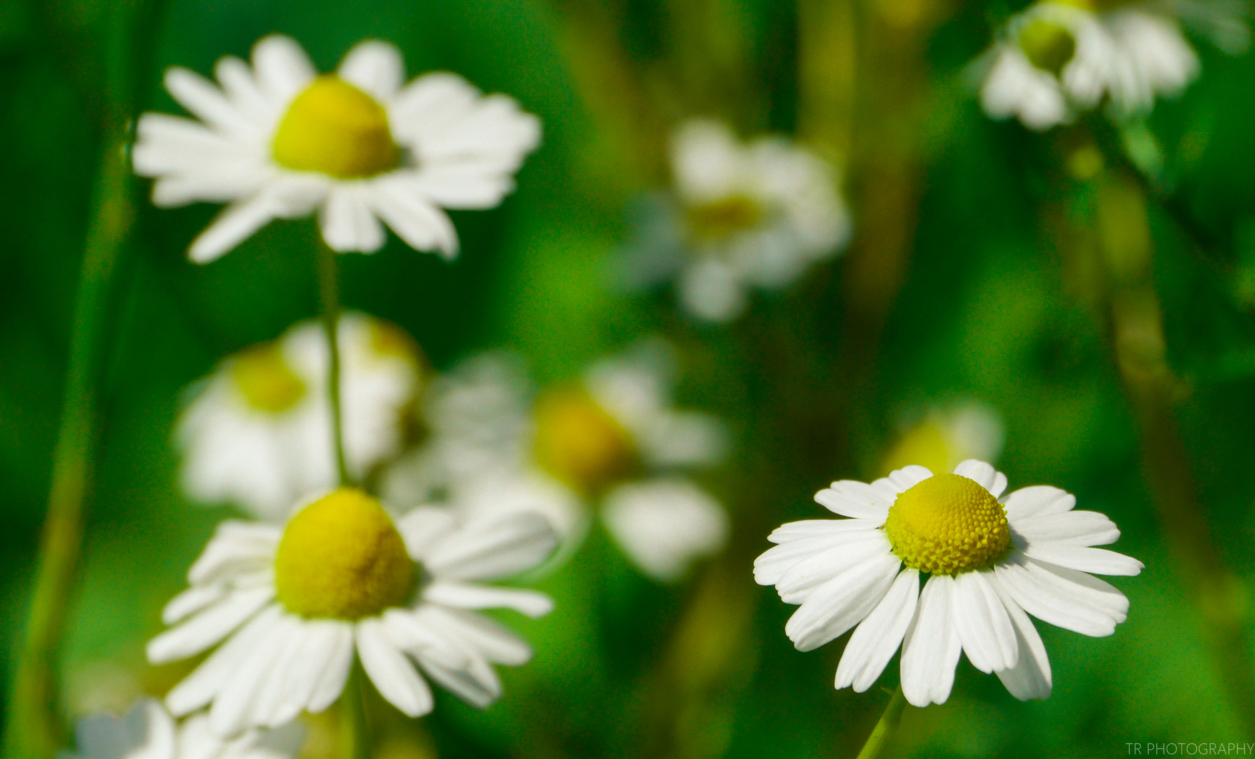 Gänseblümchen