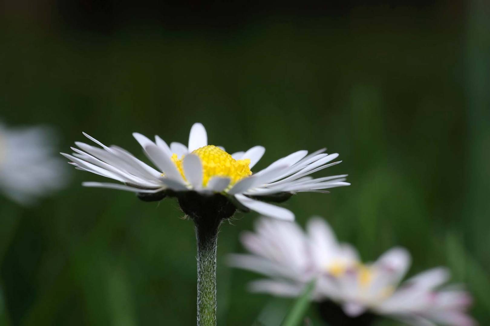 Gänseblümchen