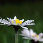 Gänseblümchen