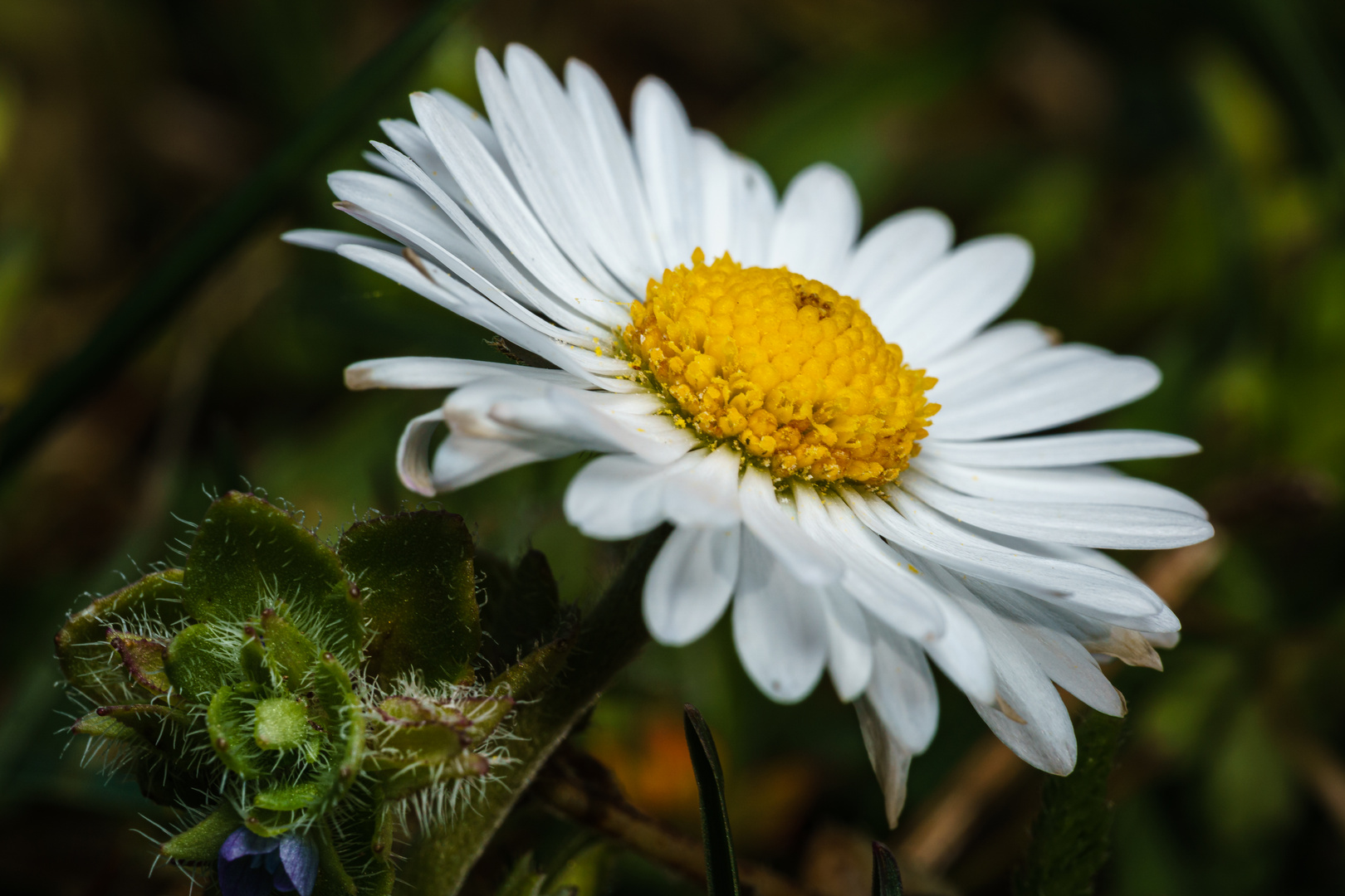 Gänseblümchen