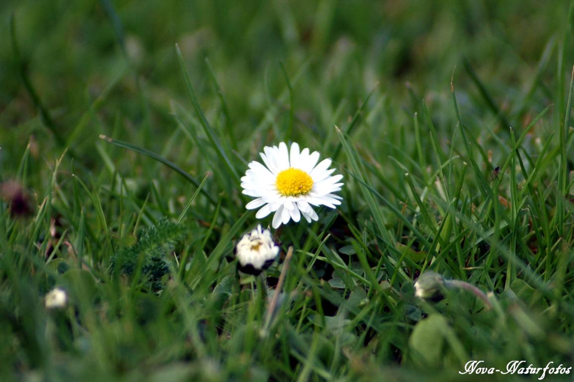 Gänseblümchen 150501-067-1F