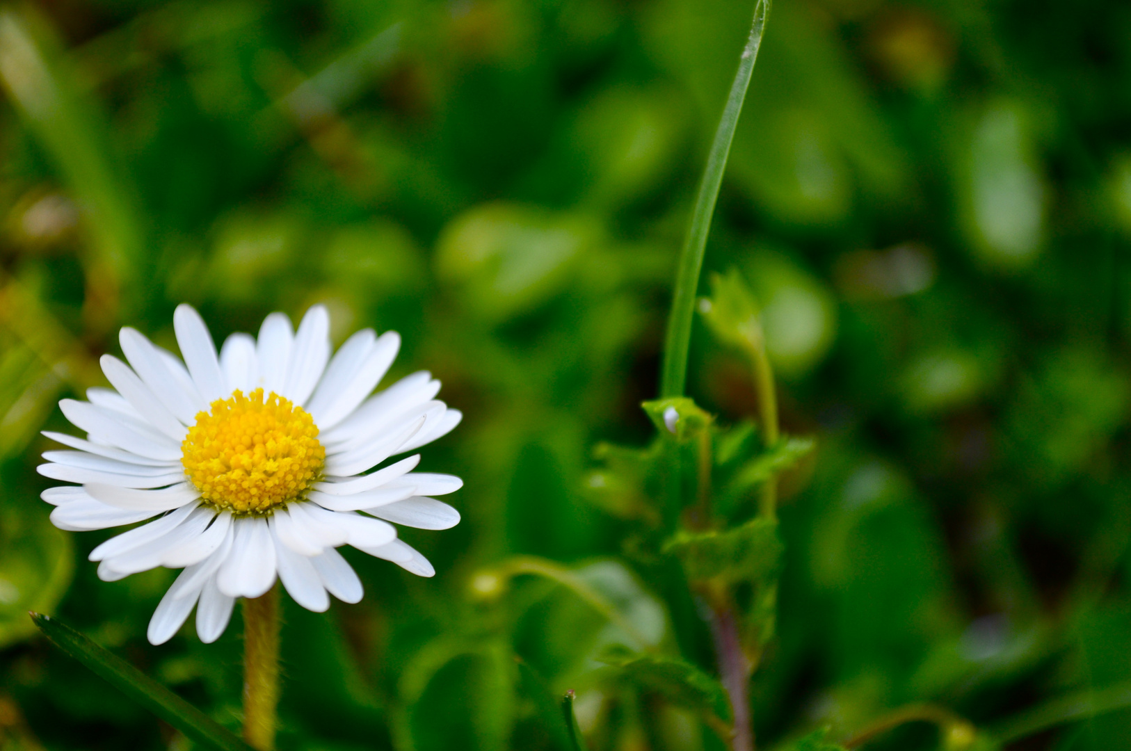 Gänseblümchen