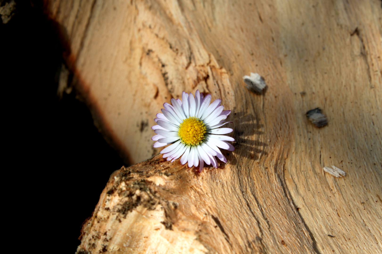 Gänseblümchen